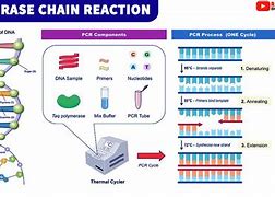 Image result for PCR Process