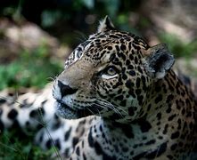 Image result for Peru Animals List