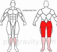 Image result for Push-Up Muscles