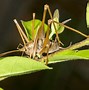 Image result for BBQ Crickets