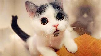 Image result for Cute Kitten Videos Funny Cat