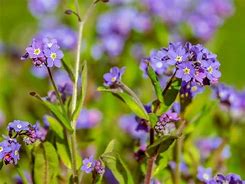 Image result for Masonry Pin Forget Me Not