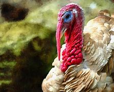 Image result for Thanksgiving Turkey Head