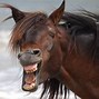 Image result for Silly Horse Pictures