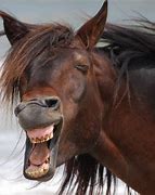 Image result for Funny Animals Horse