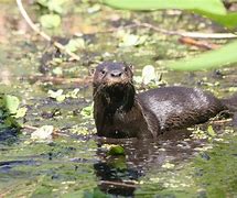 Image result for Swamp Otter