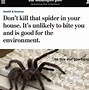 Image result for Scary Spider Meme