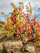 Image result for Red Grape Vine Leaves