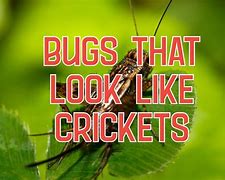 Image result for What Bugs Can Live with Crickets