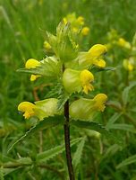 Image result for Yellow Rattle Plant