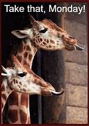 Image result for Happy Monday Giraffe