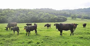 Image result for Beef Farm