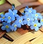 Image result for Forget Me Nots Images TempZone