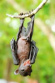 Image result for Cute Bat Species
