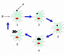 Image result for Chlamydial Pneumonia