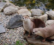 Image result for Otter Family
