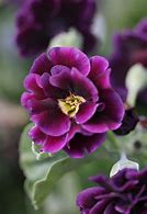 Image result for Primula auricula Purple Pip