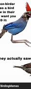 Image result for Bird Staring Meme