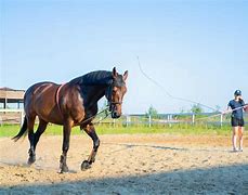 Image result for Horse Training Paintings