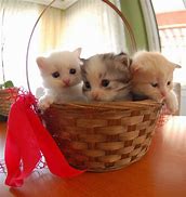 Image result for Kitten Family