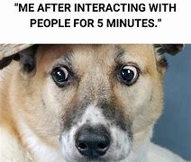 Image result for Cool Dogs Sign Memes