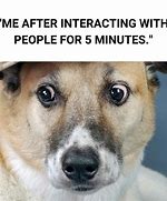 Image result for There Is Motion at Your Front Door Dog Meme