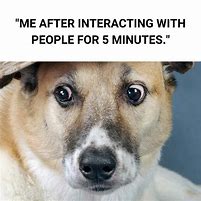 Image result for Is This a Dog Meme