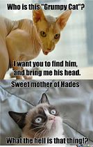 Image result for Kid-Friendly Cat Memes