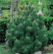 Image result for Pinus leucodermis Julius ( OL 8 )
