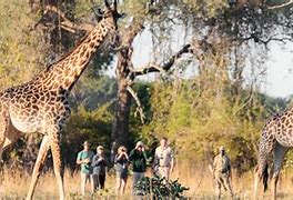 Image result for Walking Safari South Africa