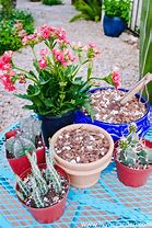 Image result for Cactus Mix