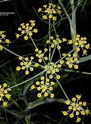 Image result for Anethum graveolens