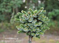 Image result for Picea omorika Pimoko