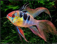 Image result for Purple Ram Fish