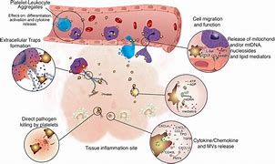 Image result for Platelets Activating