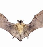 Image result for Real Bat Animal