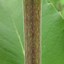 Image result for Silphium integrifolium