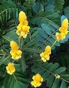 Image result for Tropical Plants with Yellow Flowers