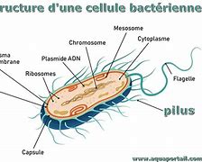 Image result for Pilus