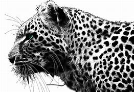 Image result for Cheetah Print Background
