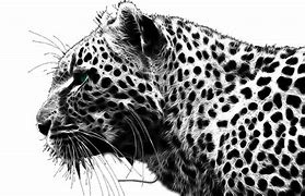 Image result for Cheetah Print Fall Background