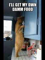Image result for Need Food Cat Memes