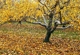 Image result for Fall Apple Tree Wallpaper