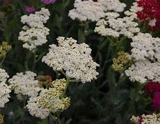 Image result for Achillea millefolium Alabaster