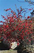 Image result for Chaenomeles sup. Texas Scarlet