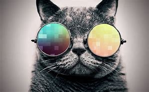 Image result for iPhone 7 Cat Image On Screen