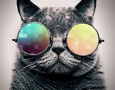 Image result for Awesome Cool Cat Backgrounds