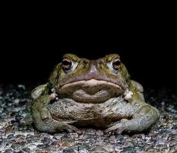 Image result for Desert Toad