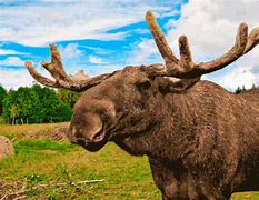 Image result for Moose Jaw Canada Map