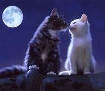 Image result for Couple Cat Wallpaper